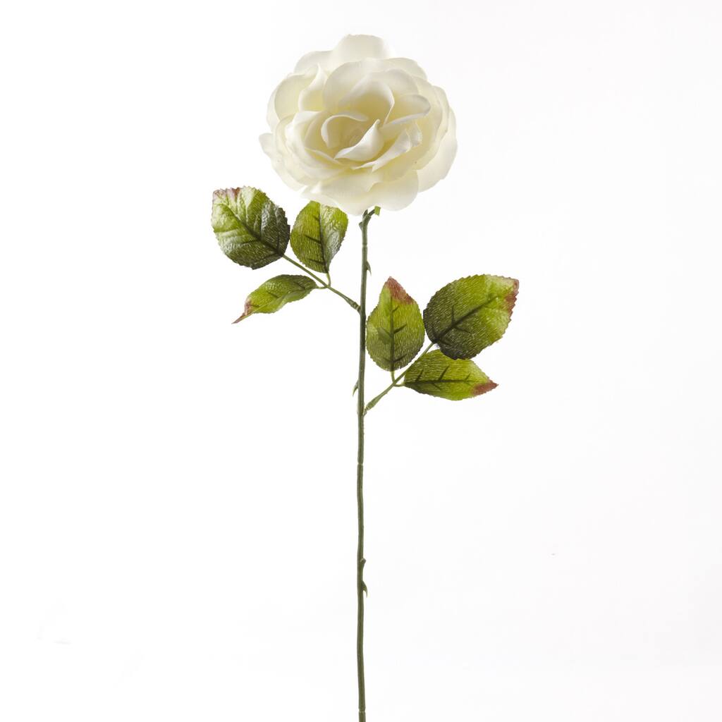10056096.jpg img